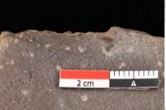 Foto (Detailsansicht) von Quercus palaeoilex Ettingshausen (NHMW-GEO-2024-0188-0775)